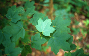 Florida or southern sugar maple green leaves